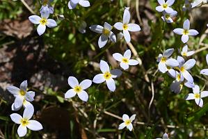 2025-04306846 Broad Meadow Brook, MA